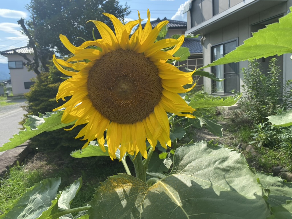 『なかなか見れないサボテンの花』